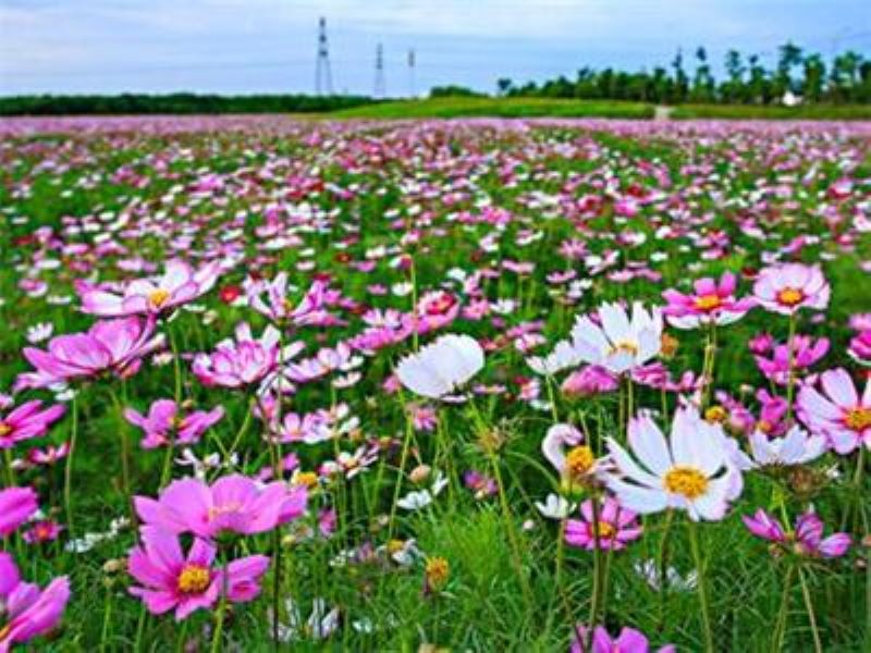 波斯菊种子几月份种植「波斯菊 播种时间」